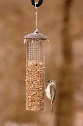 Titmouse on Peanut Feeder