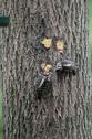 BarkButter_DownyWoodpecker_JRC5011